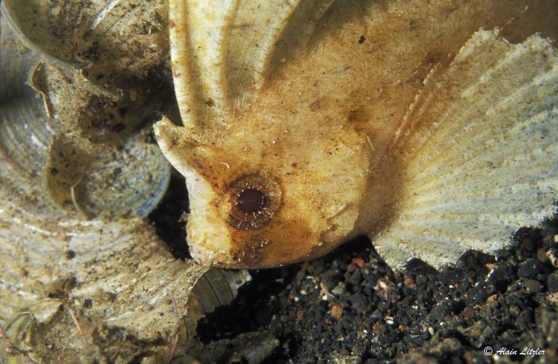 Poisson Feuille L06 2007 Alain LITZLER.jpg -   >  Voir la fiche   